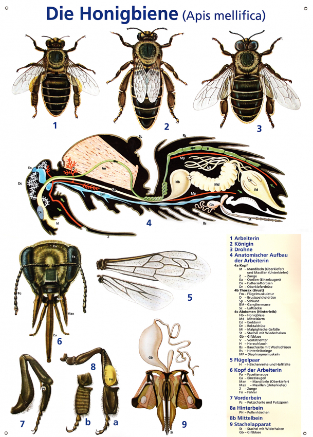 Lehrtafel "Die Honigbiene"