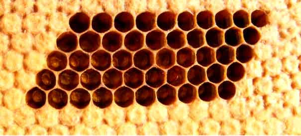 Weimarer Nadelstempel 5,4 mm