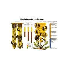 Lehrtafeln + Plakate