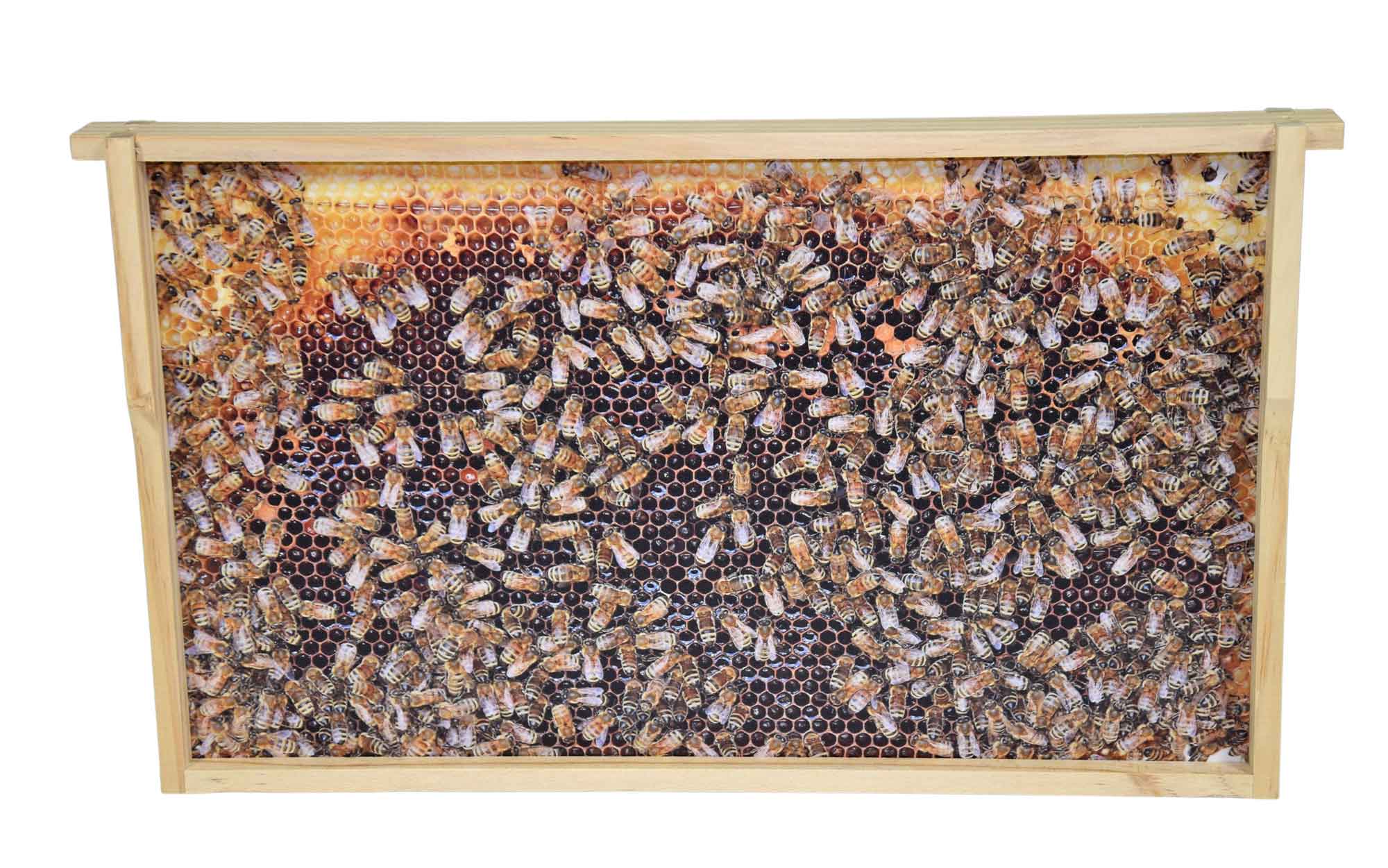 Virtuelles Bienenvolk