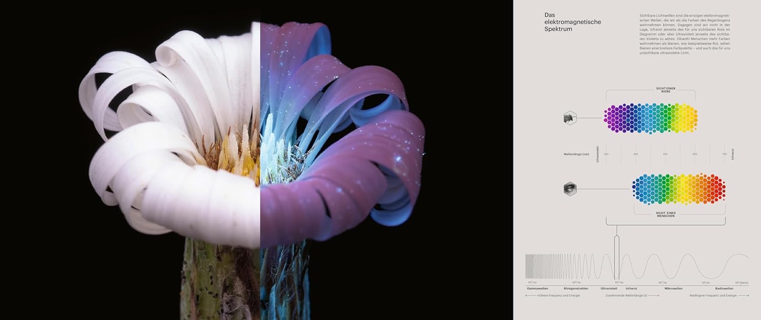 Die Verführung der Biene und ihr einzigartiger Blick auf die Natur