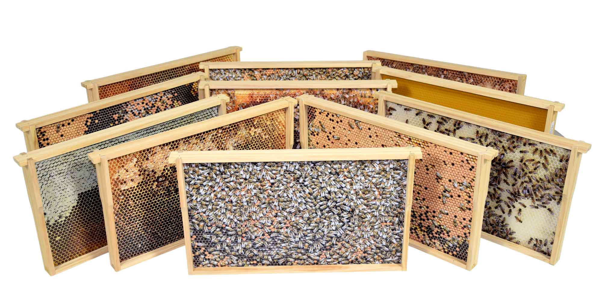 Virtuelles Bienenvolk