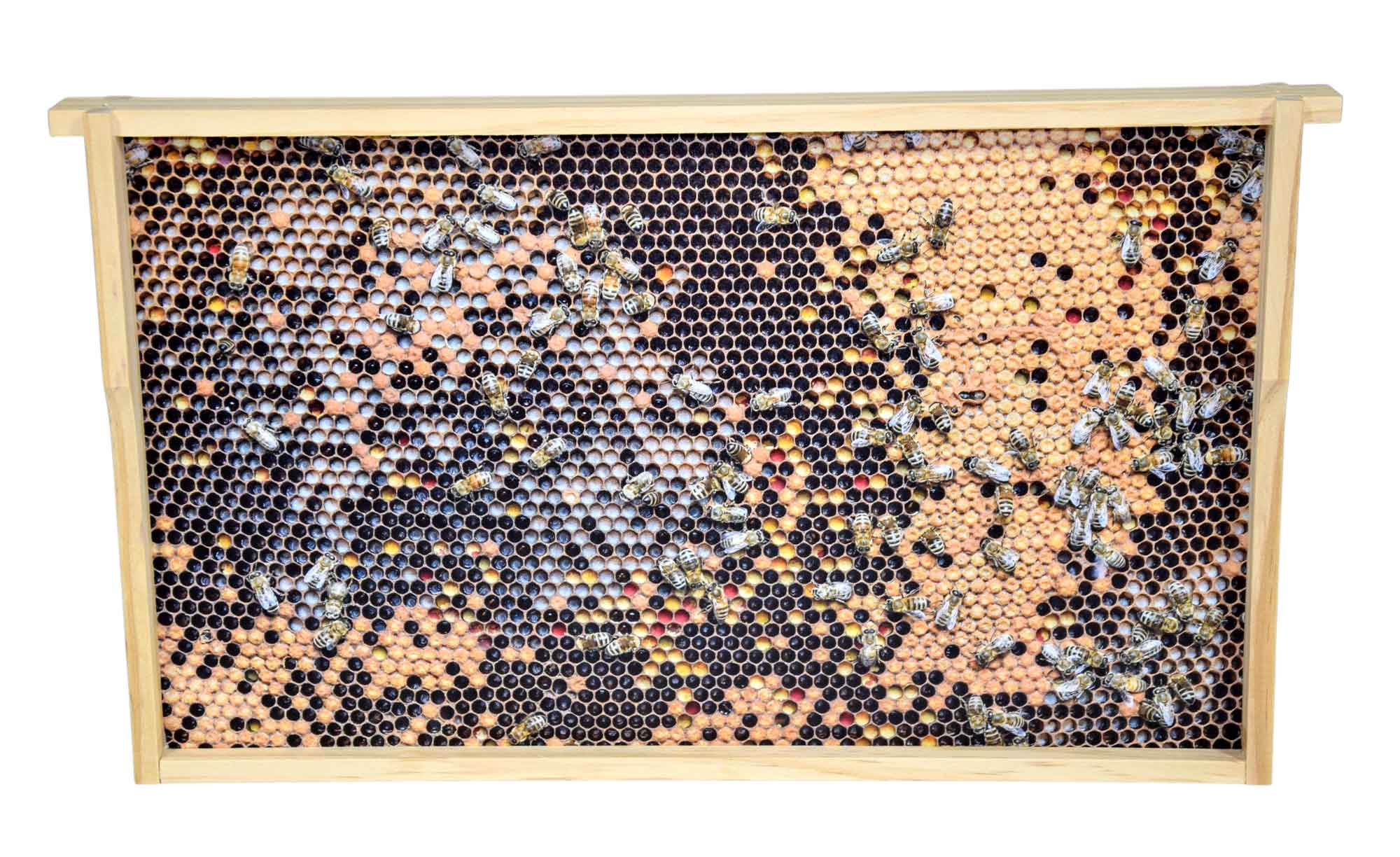 Virtuelles Bienenvolk