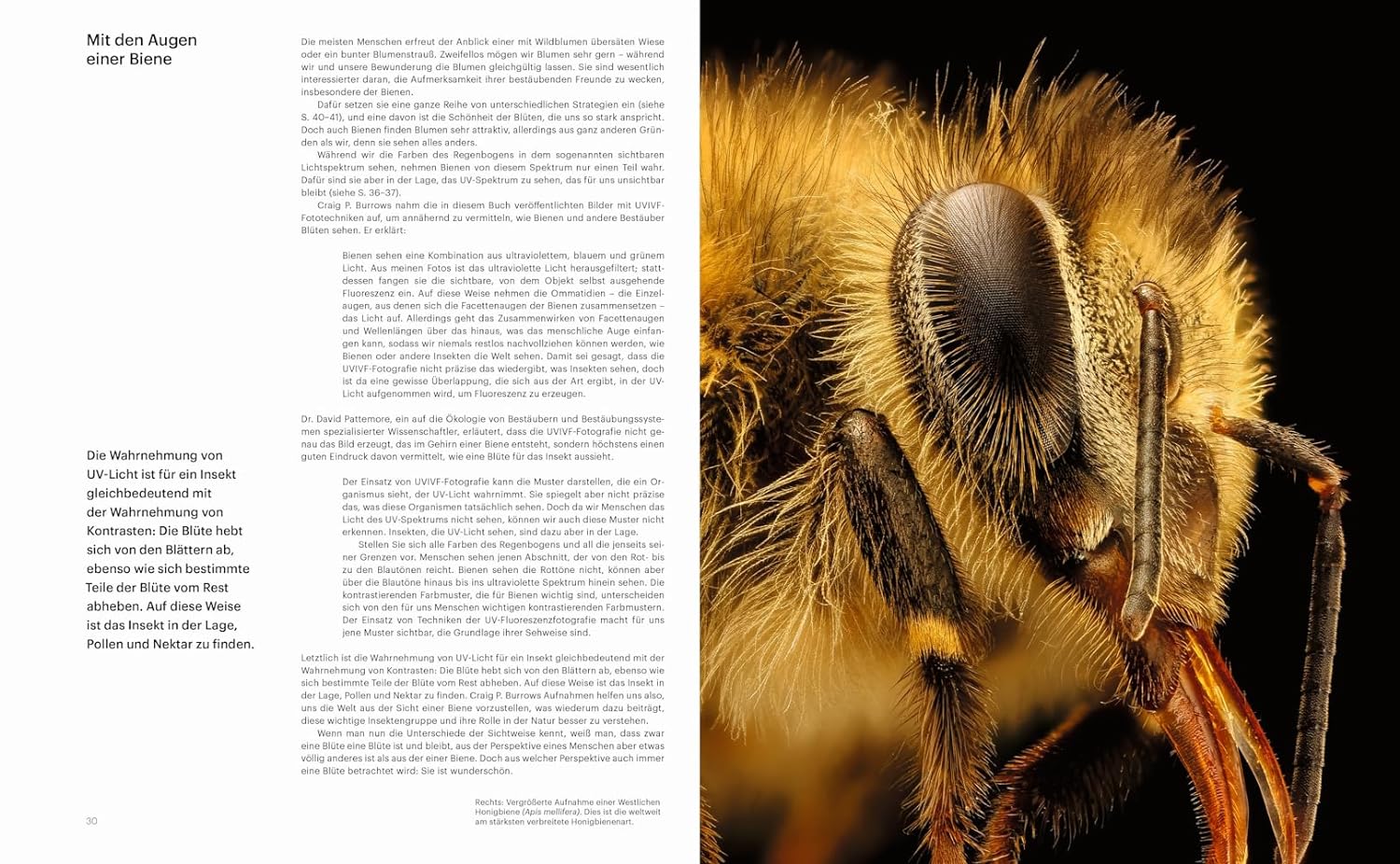 Die Verführung der Biene und ihr einzigartiger Blick auf die Natur