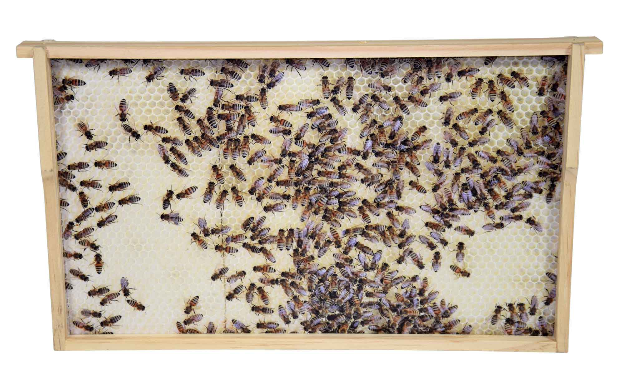 Virtuelles Bienenvolk