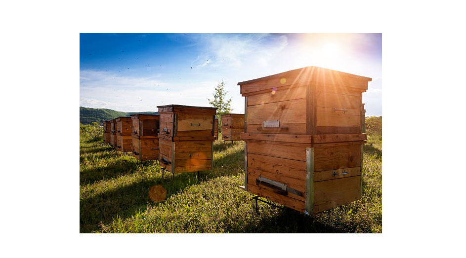 Bienenkästen
