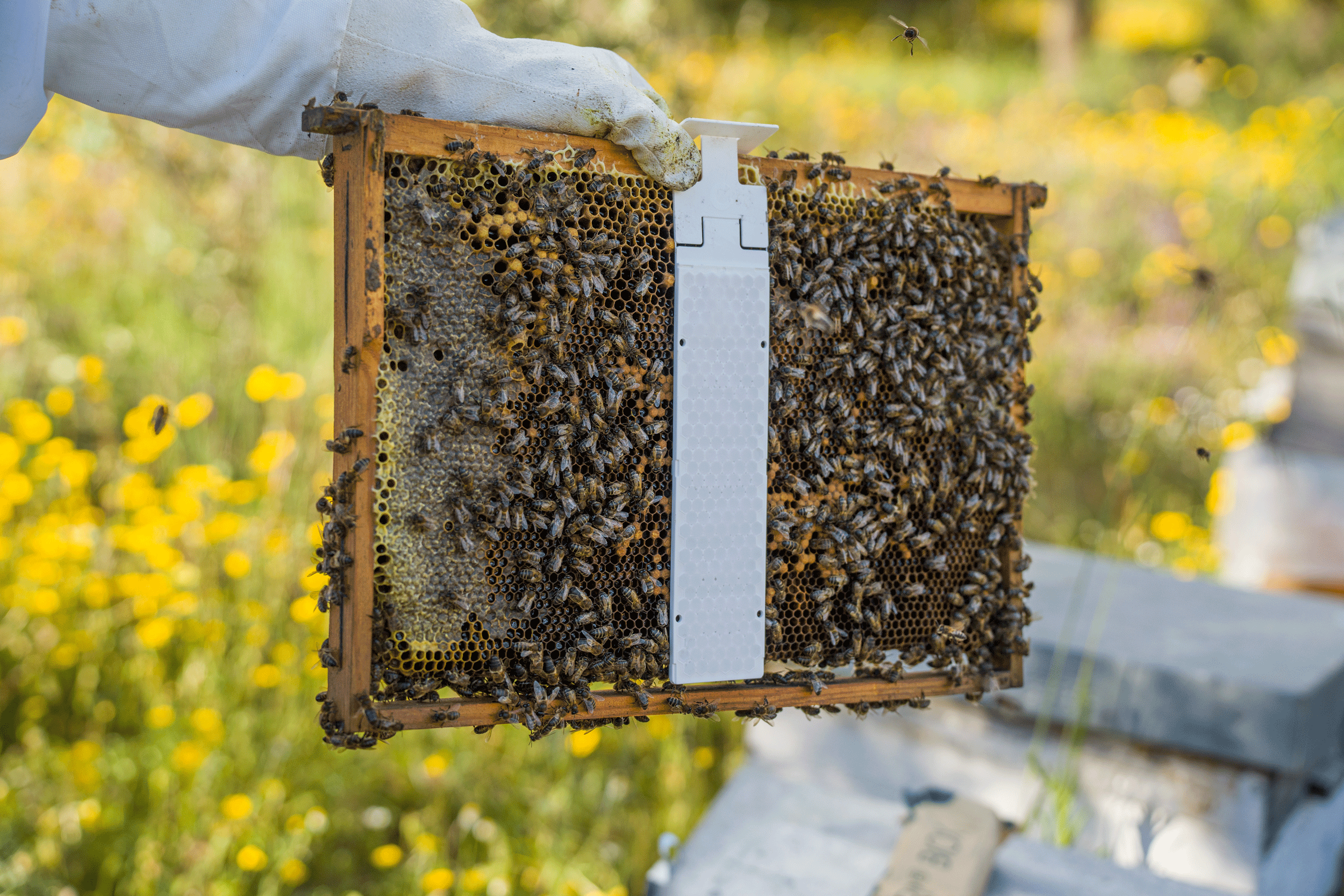 Calistrip® Biox Oxalsäurestreifen