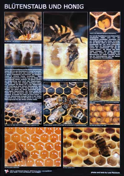 Poster "Blütenstaub und Honig"