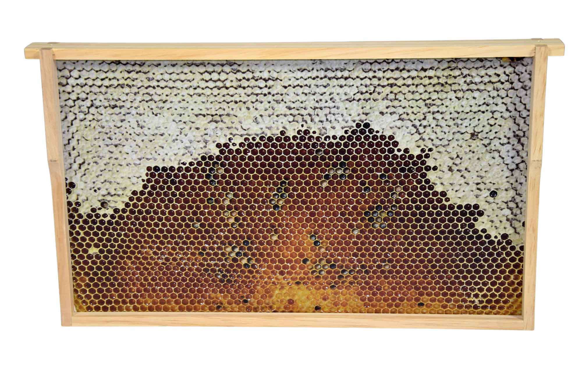 Virtuelles Bienenvolk