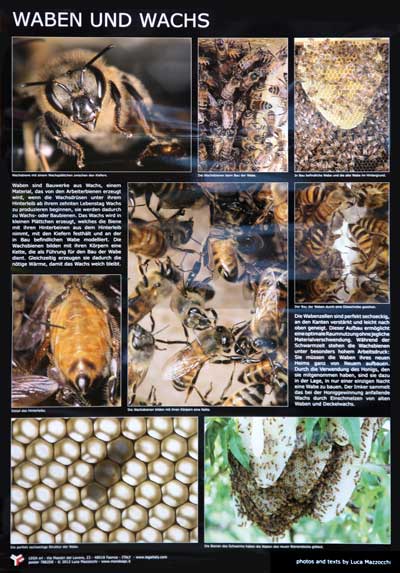 Poster "Waben und Wachs"