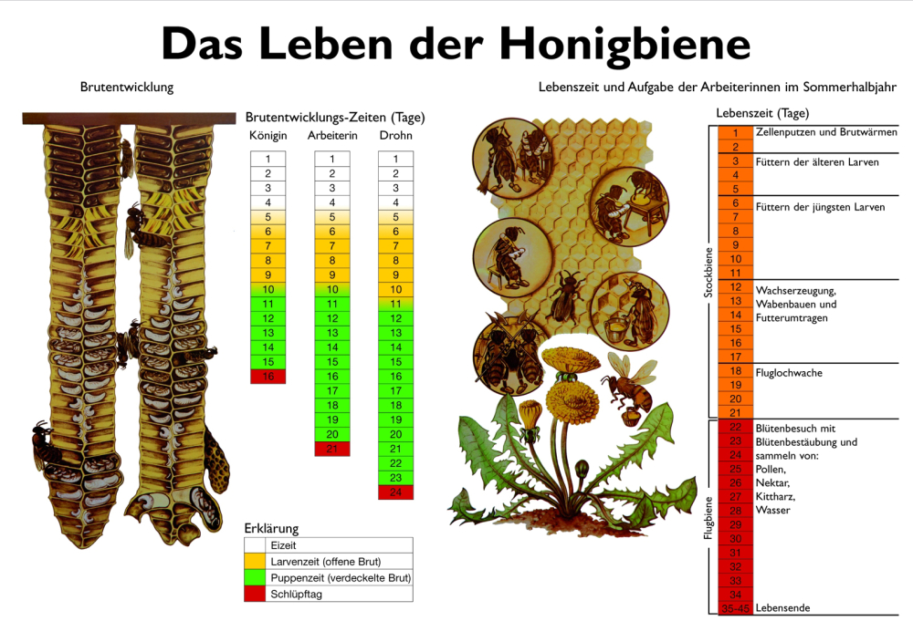Lehrtafel "Das Leben der Honigbiene"
