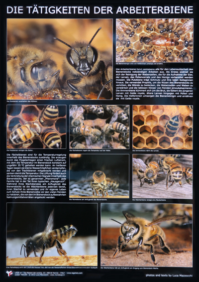 Poster "Die Tätigkeit der Arbeiterbiene"