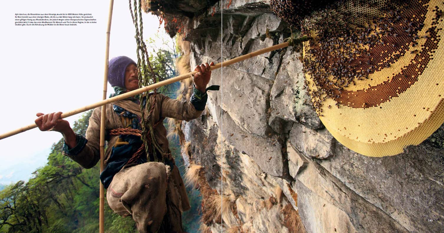 Die Wege des Honigs