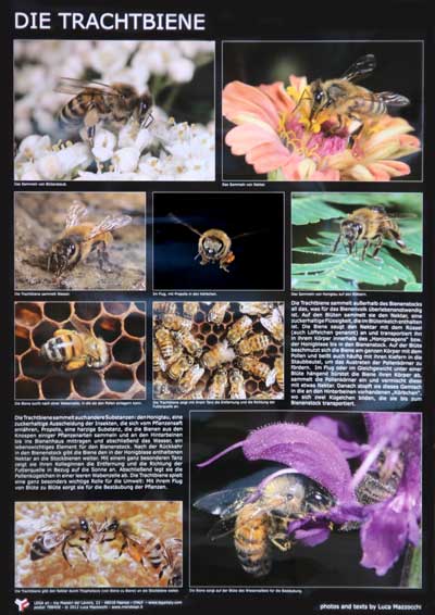 Poster "Die Trachtbiene"