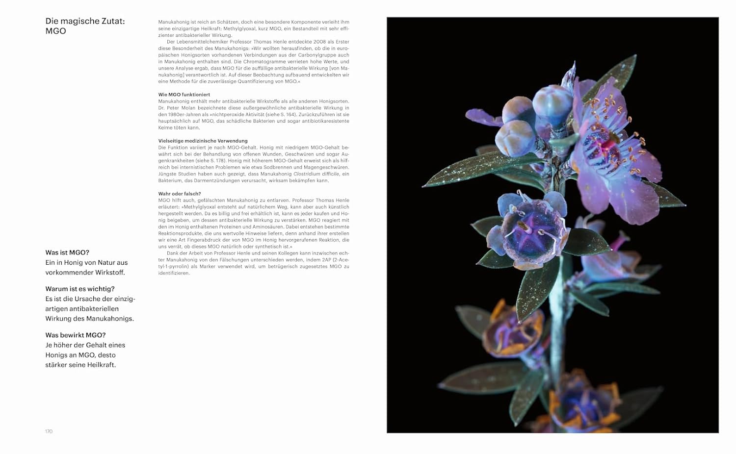 Die Verführung der Biene und ihr einzigartiger Blick auf die Natur