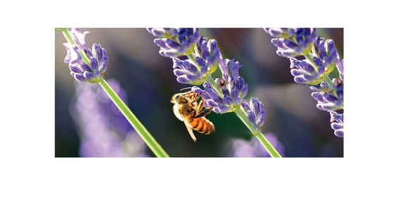 HOBBEE® Tasse Imkerkunst "Biene auf Lavendel"